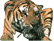 другой тигр